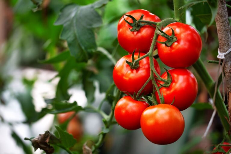 plant of tomatoes
