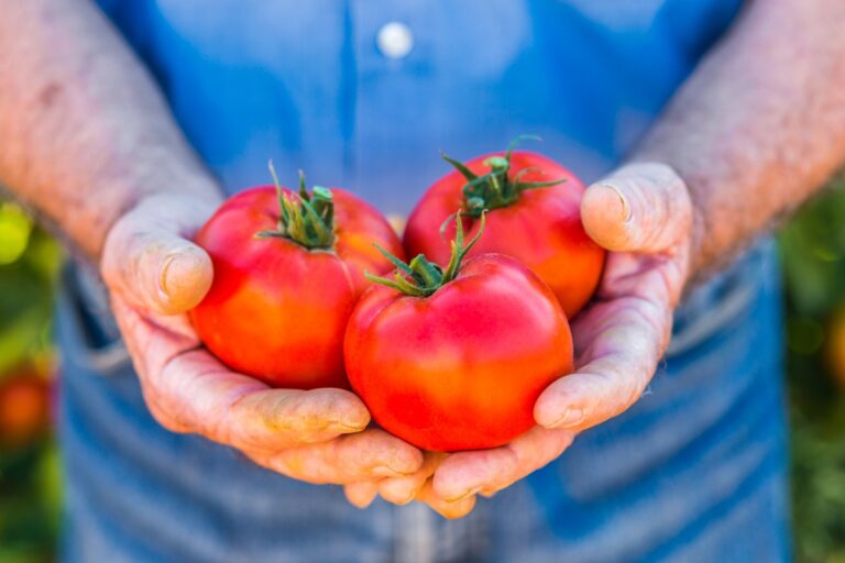 hombre sosteniendo tomates