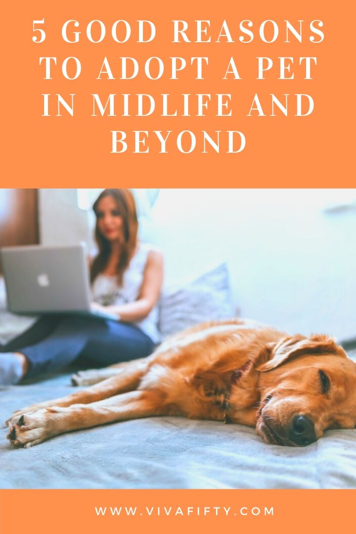 Adopting a pet after midlife has its own set of advantages. While it’s always good to have companionship, this becomes even more important as we age.