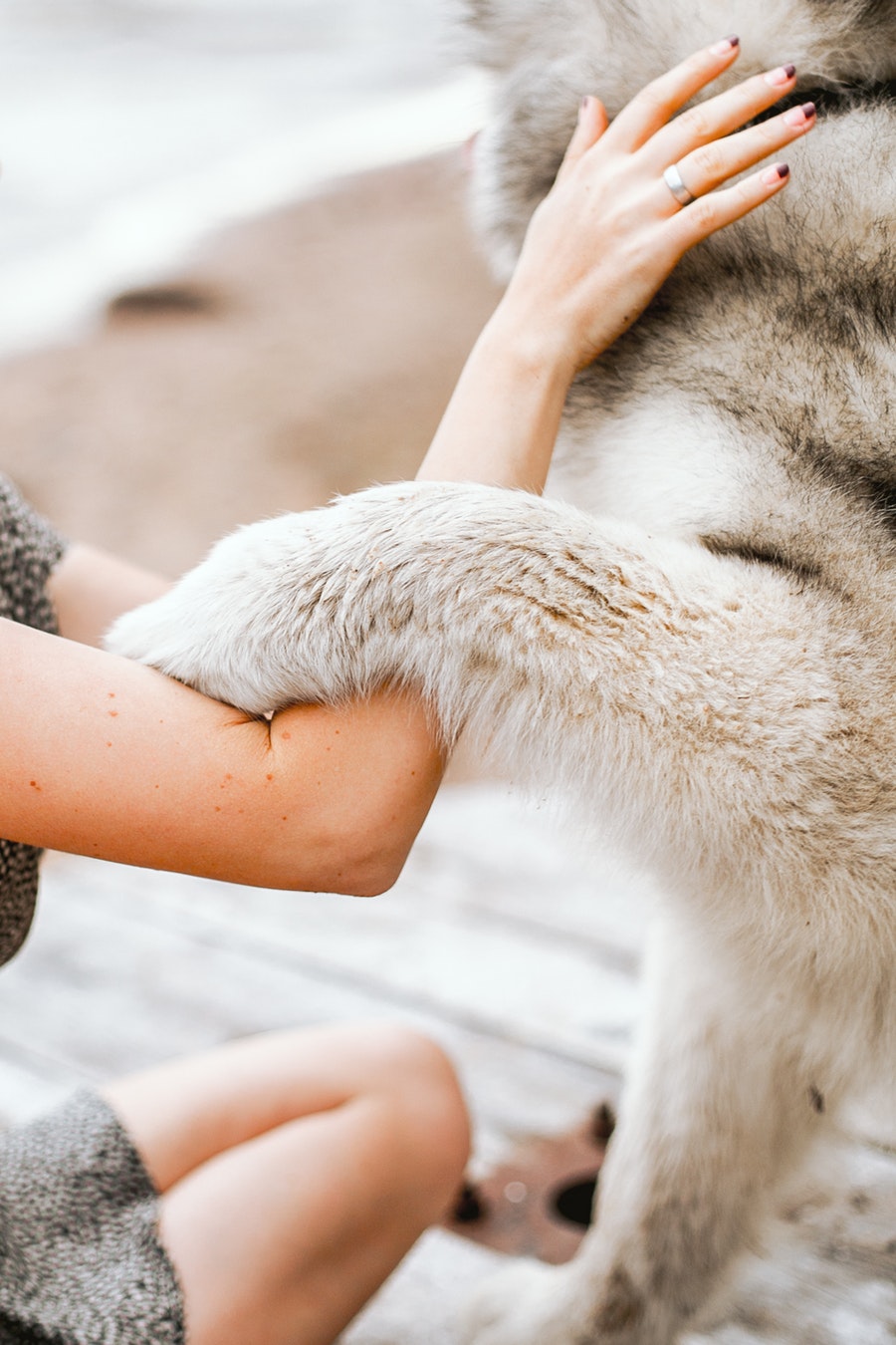 Adopting a pet after midlife has its own set of advantages. While it’s always good to have companionship, this becomes even more important as we age.