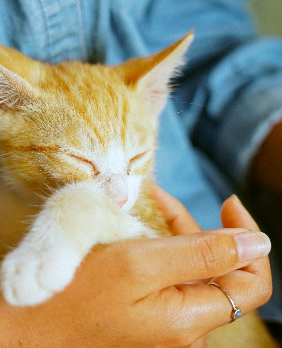 Adopting a pet after midlife has its own set of advantages. While it’s always good to have companionship, this becomes even more important as we age.