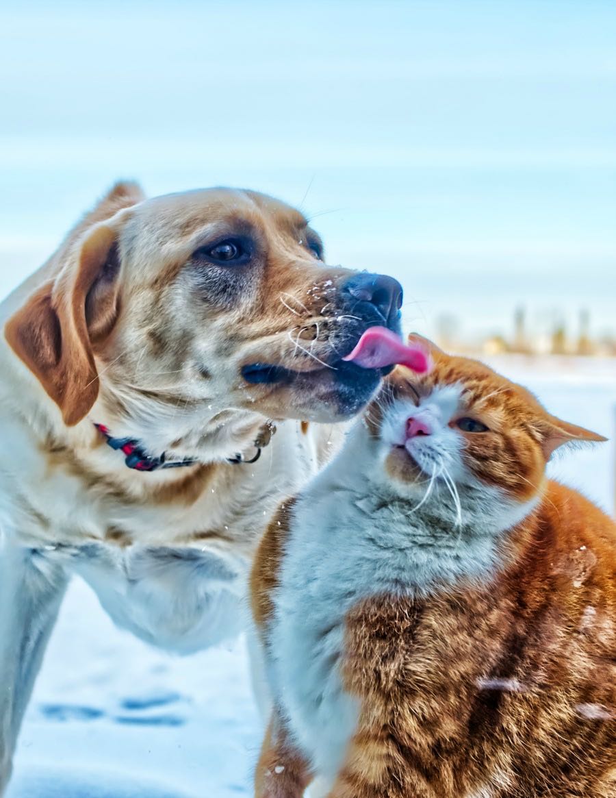 Adopting a pet after midlife has its own set of advantages. While it’s always good to have companionship, this becomes even more important as we age.