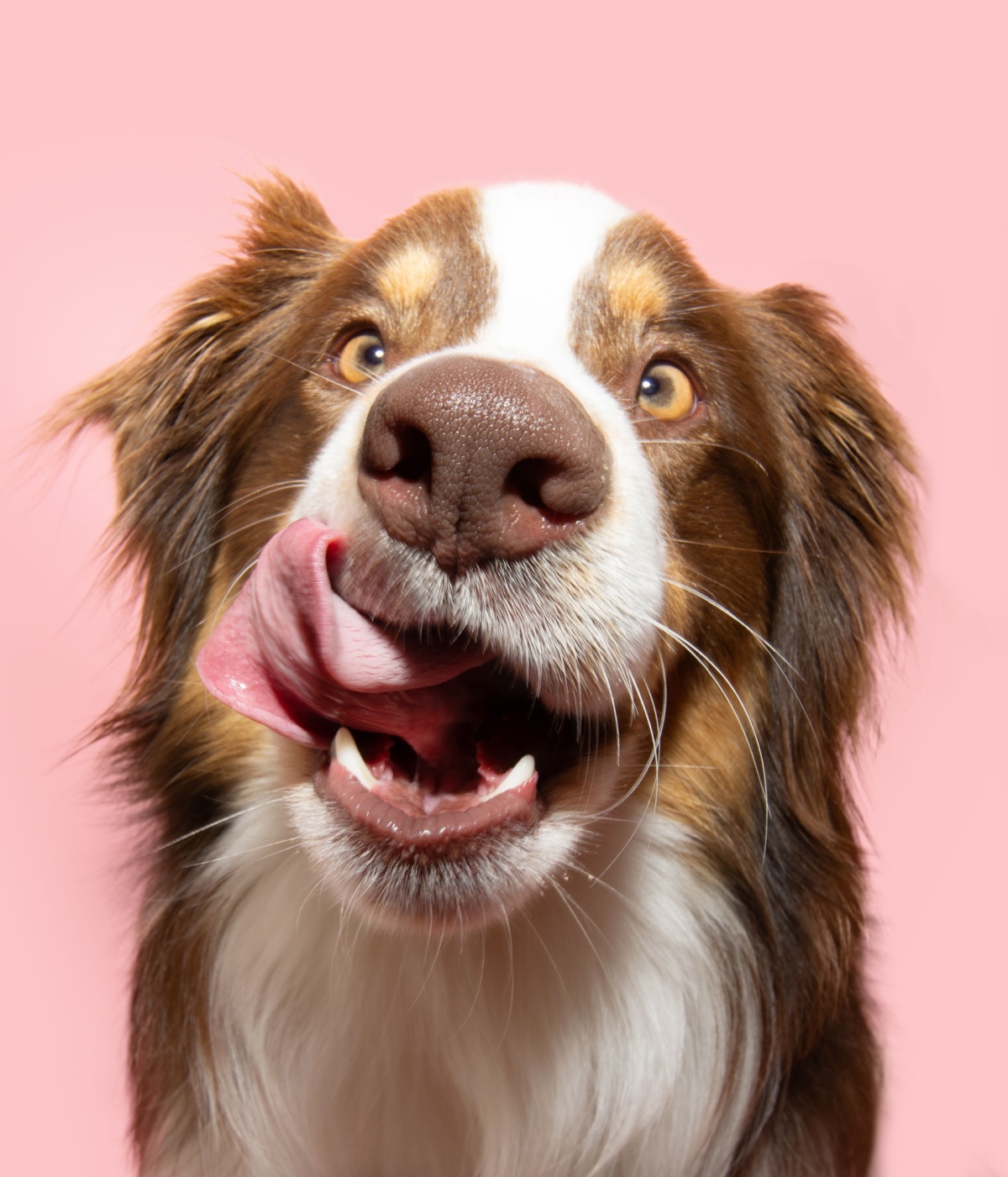 An Australian shepherd dog licking his nose and mouth.