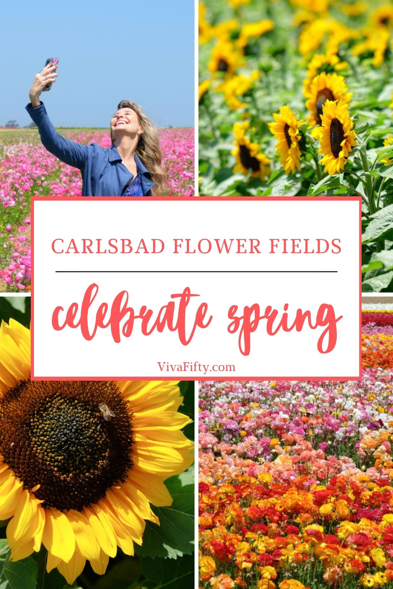 The Carlsbad Flower Fields celebrate spring with blooming flowers, live music, and family-friendly activities.