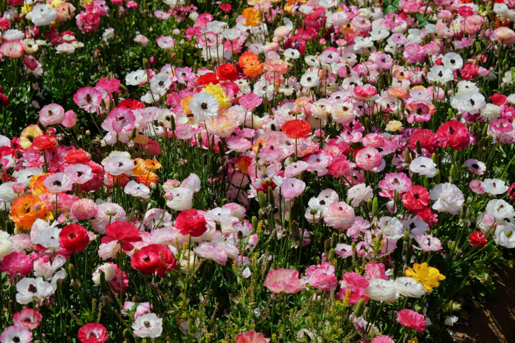 The Carlsbad Flower Fields celebrate spring with blooming flowers, live music, and family-friendly activities.