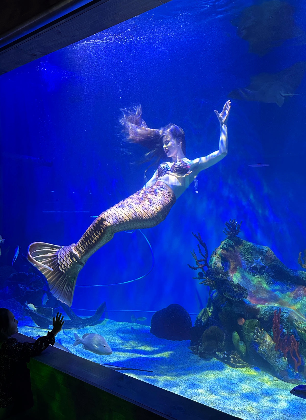 You'll also learn about the history and mythology of mermaids, as well as the conservation efforts to protect marine life.